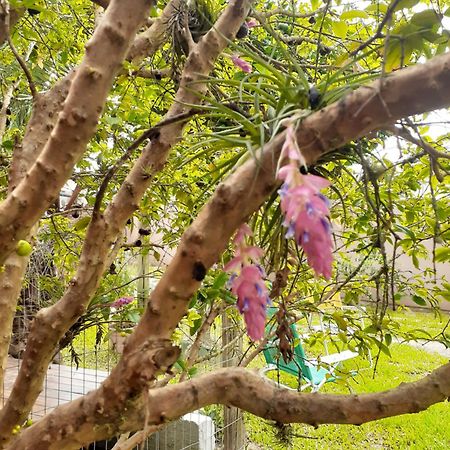 Jabuticasa Cabana De Madeira Na Praia Penha  Kültér fotó