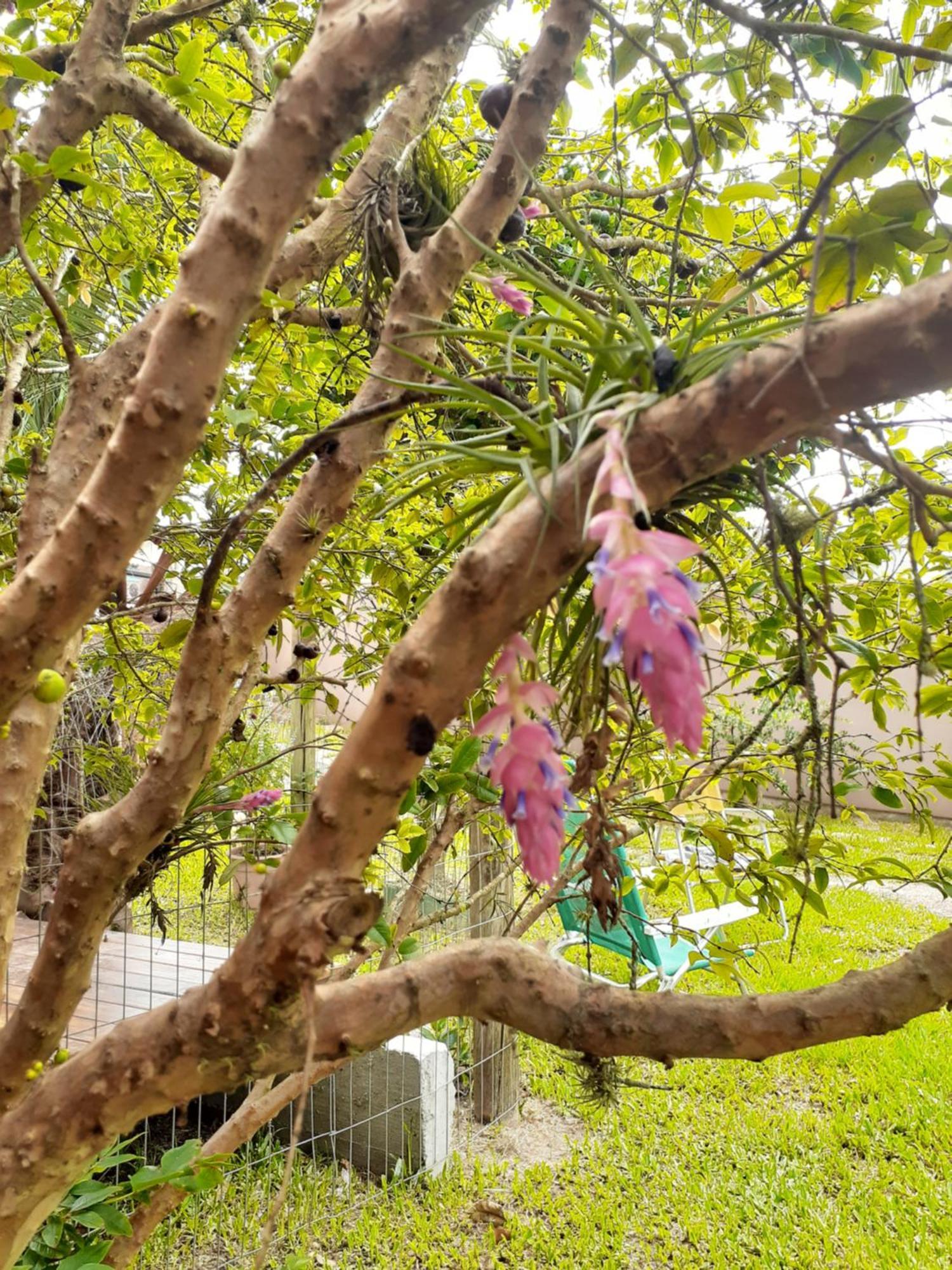 Jabuticasa Cabana De Madeira Na Praia Penha  Kültér fotó